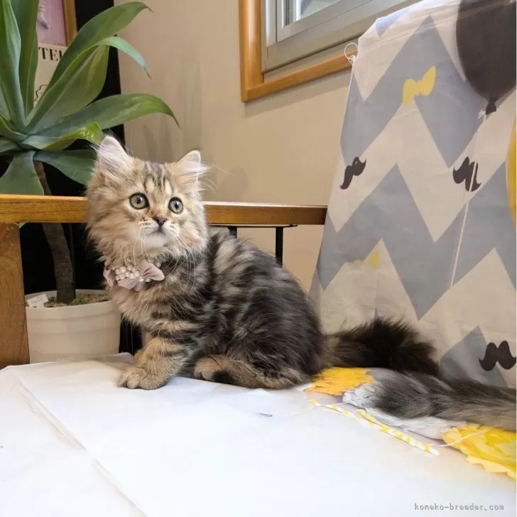 ID：2409-01104の子猫