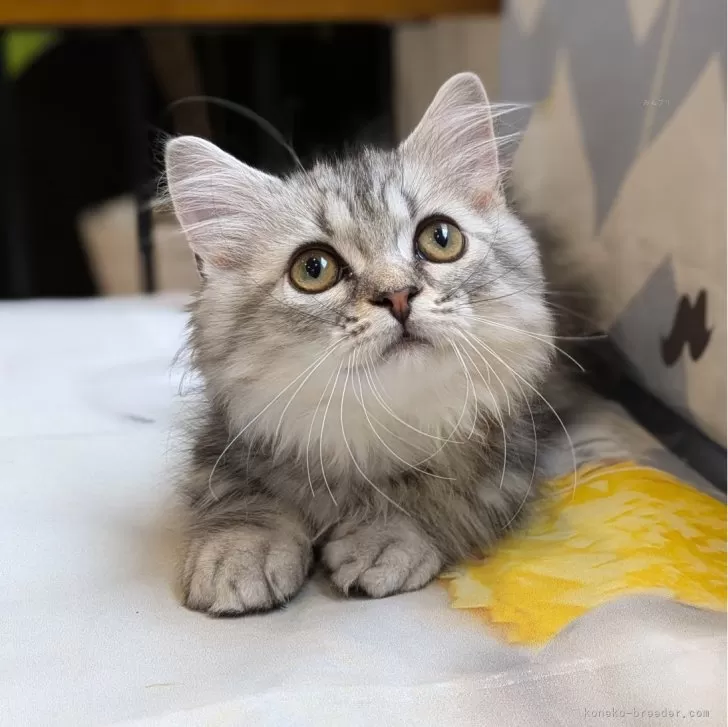 ID：2408-02630の子猫