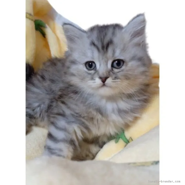 ID：2304-01954の子猫