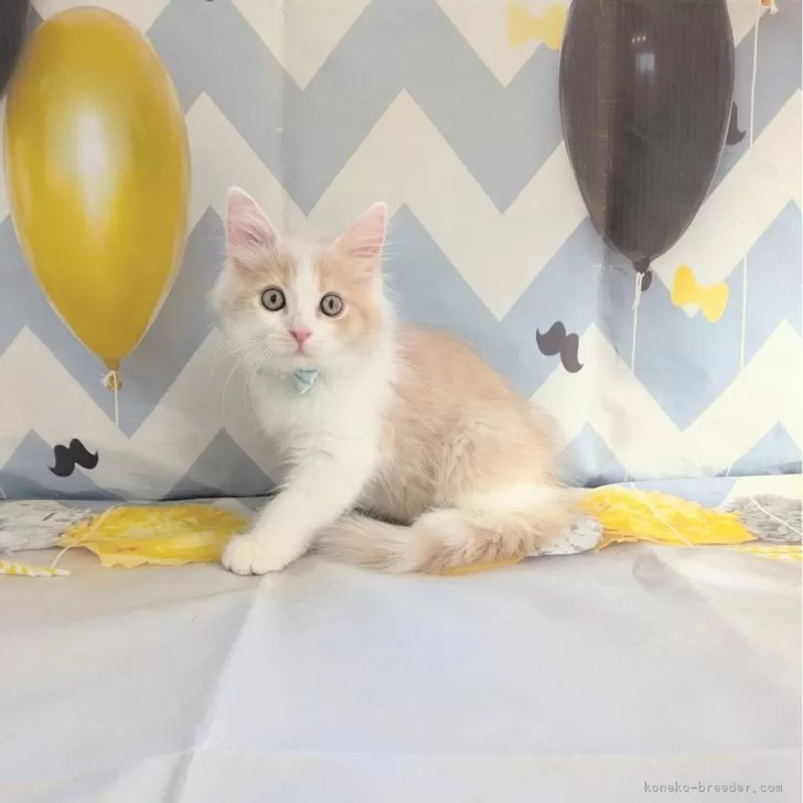 ID：2408-02615の子猫