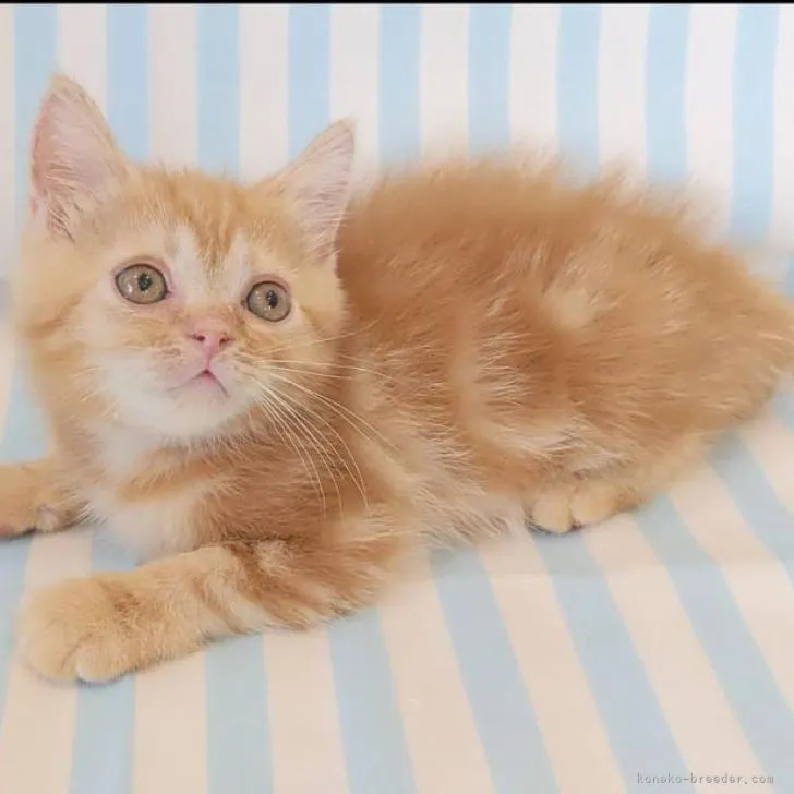 ID：2208-01791の子猫