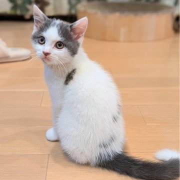 マンチカン【埼玉県・男の子・2024年9月2日・ブルータビーホワイト（短毛）】の写真「長足♡ハチワレ柄の男の子💮ご見学のままお引渡し可」