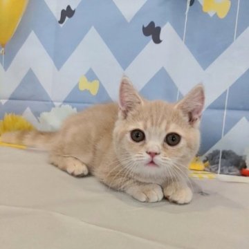 ミヌエット(短足)【埼玉県・男の子・2023年5月10日・クリームタビー】の写真「短足♡ゴロゴロ甘える約1.3kgの丸顔男の子♡」