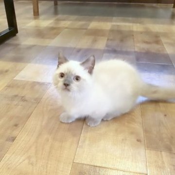 マンチカン【埼玉県・男の子・2023年5月8日・シールポイント】の写真「短足●珍しいお色の控えめな男の子♡」