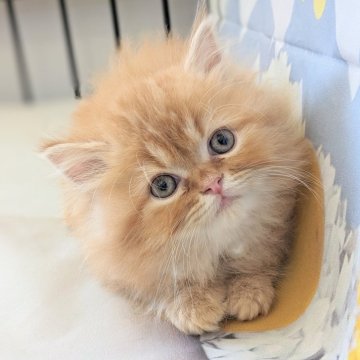 ミヌエット【埼玉県・男の子・2024年3月20日・レッドタビー（ロング）】の写真「もふもふの男の子♡ご見学のままお引渡しも可♪」