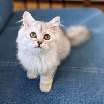 ミヌエット【埼玉県・男の子・2023年6月24日・シルバータビー（セミロング）】の写真「長足♡一緒にお布団で寝る甘えん坊くん♡」