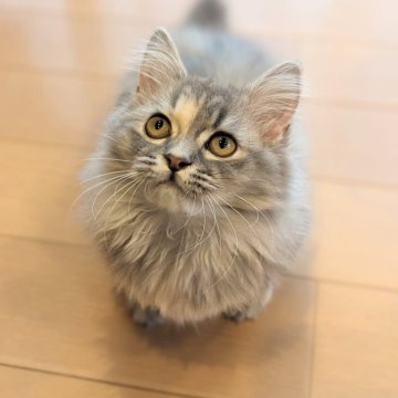 ミヌエット(短足)【埼玉県・女の子・2023年8月21日・ブルークリーム（長毛）】の写真「極短足ほわほわ♡淡いお色がきれいな美猫ちゃん♡」