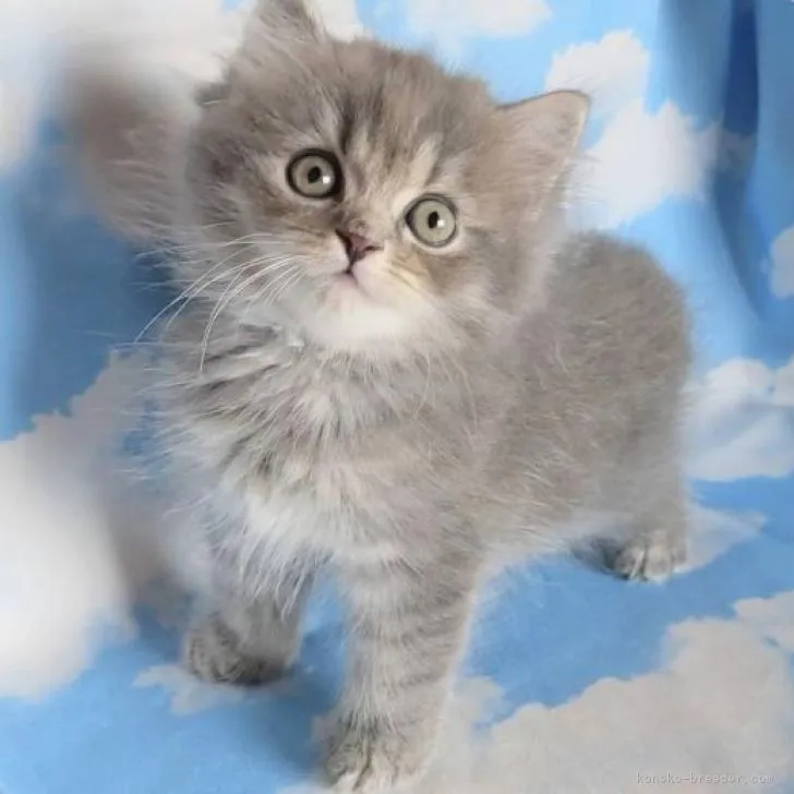 ID：2208-01162の子猫