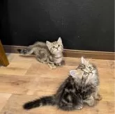 ミヌエット(短足)【埼玉県・男の子・2024年8月28日・ブラウンタビー】の写真4