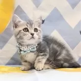 ミヌエット(短足)【埼玉県・男の子・2024年8月28日・ブルータビー】の写真5