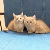マンチカン(短足)【埼玉県・女の子・2024年4月8日・クリームタビー】の写真5「右の猫ちゃんです🐾」