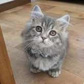 ミヌエット(短足)【埼玉県・男の子・2024年10月11日・ブルータビー】の写真4