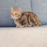 ミヌエット(短足)【埼玉県・女の子・2025年7月7日・ブラウンタビー】の写真15