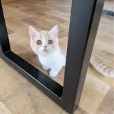 ミヌエット(短足)【埼玉県・女の子・2025年2月12日・クリームタビーホワイト】の写真6