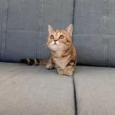 ミヌエット(短足)【埼玉県・女の子・2025年7月7日・ブラウンタビー】の写真14