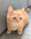 ミヌエット(短足)【埼玉県・男の子・2025年6月16日・レッドタビー】の写真2