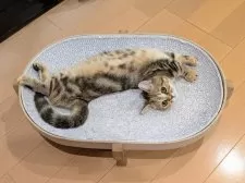 ミヌエット(短足)【埼玉県・女の子・2025年7月7日・ブラウンタビー】の写真12