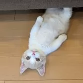 ミヌエット(短足)【埼玉県・女の子・2025年2月12日・クリームタビーホワイト】の写真2