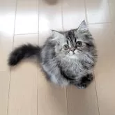 ミヌエット(長足)【埼玉県・女の子・2025年7月5日・ブラウンタビー】の写真15