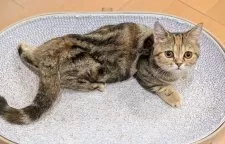 ミヌエット(短足)【埼玉県・女の子・2025年7月7日・ブラウンタビー】の写真11