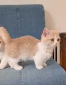 ミヌエット(短足)【埼玉県・女の子・2025年2月12日・クリームタビーホワイト】の写真9