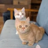 ミヌエット(長足)【埼玉県・男の子・2025年7月5日・クリームタビーホワイト】の写真15