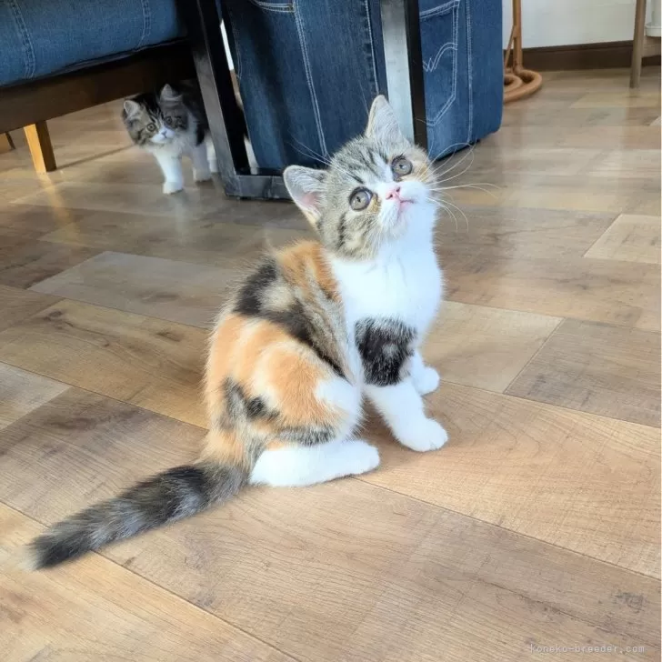 ID：2509-01367の子猫