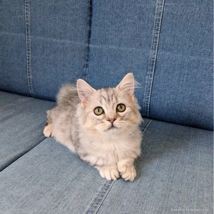 ID：2505-00896の子猫