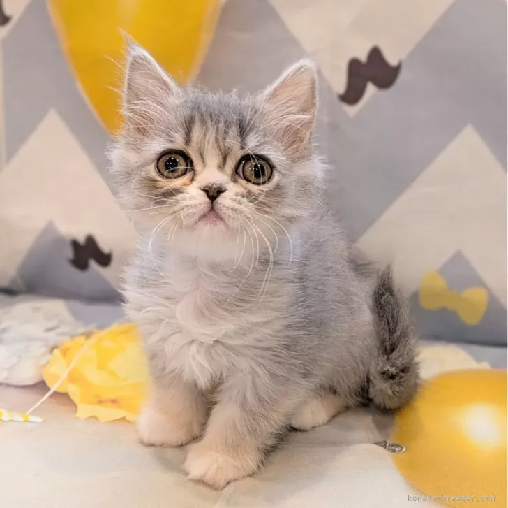 ID：2503-01530の子猫