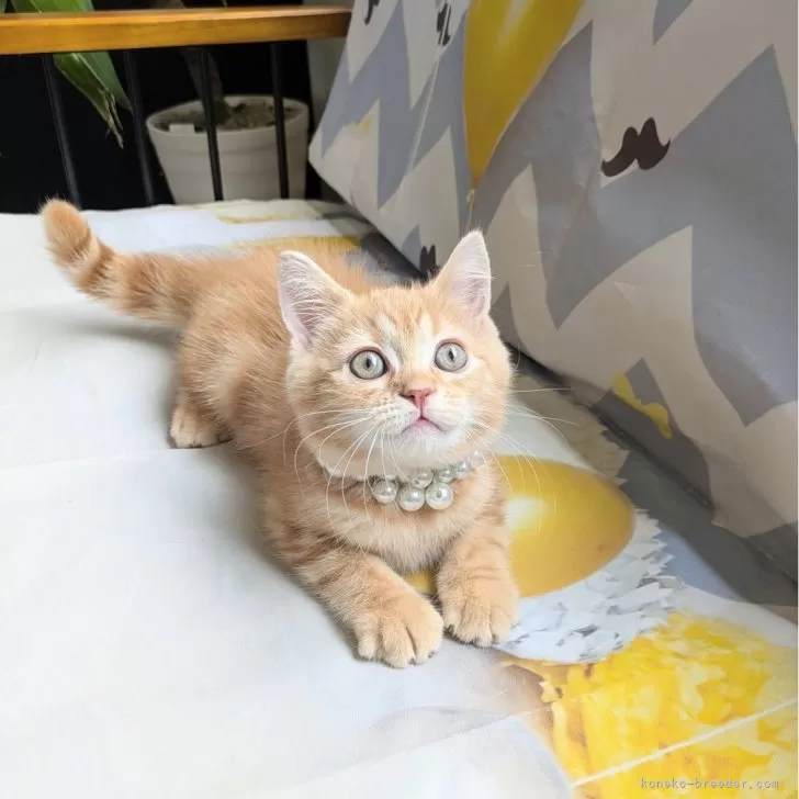 ID：2510-00710の子猫