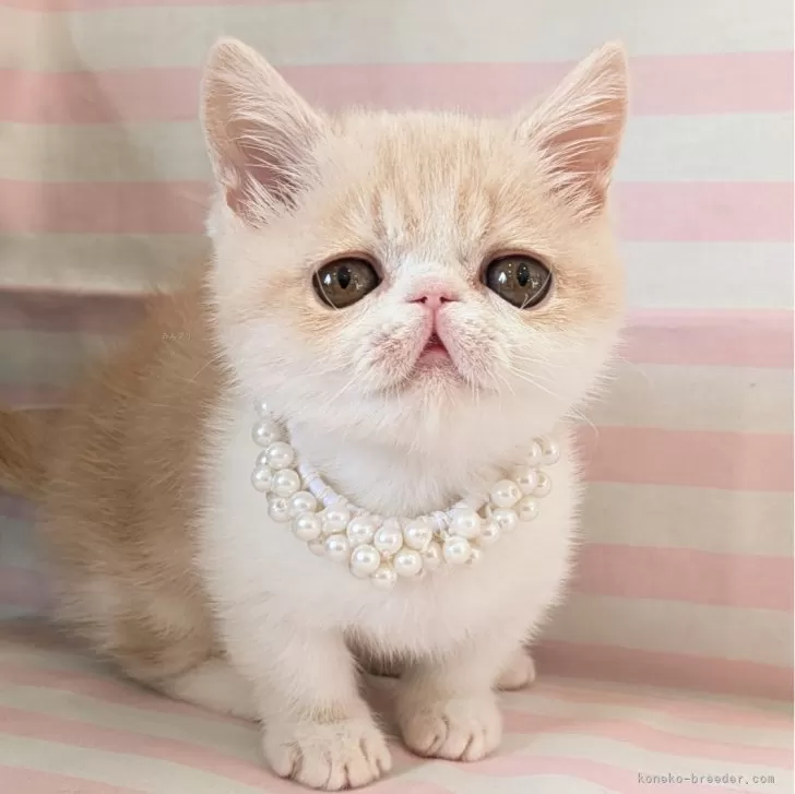 ID:2502-00348の子猫