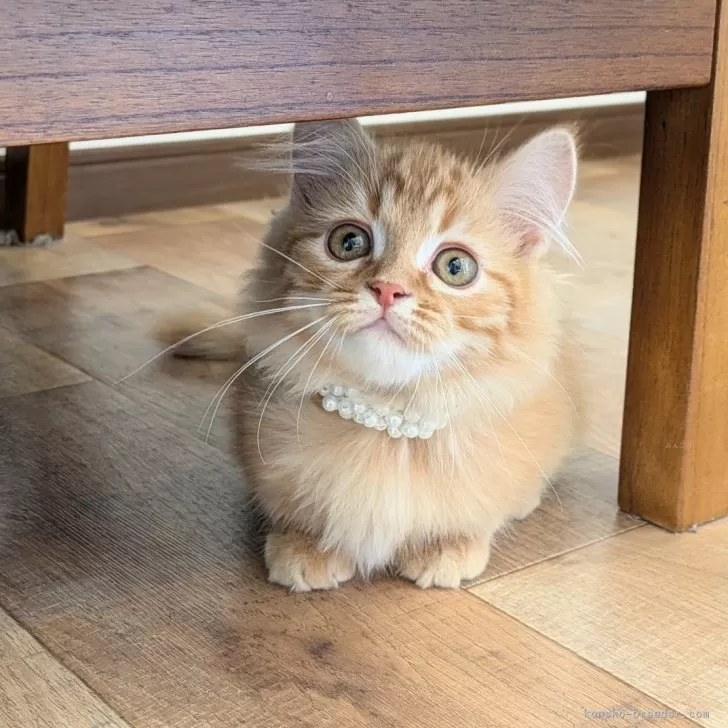 ID:2412-00905の子猫