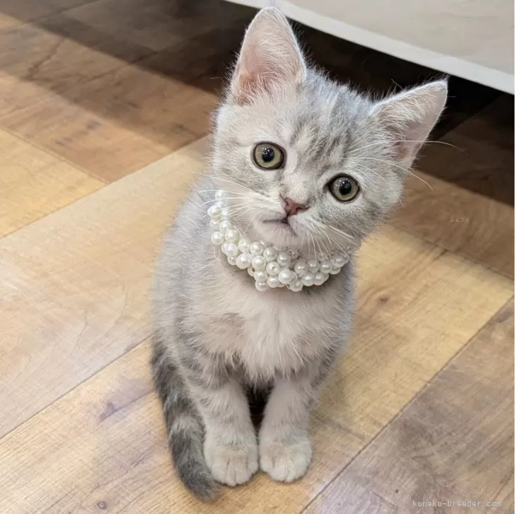 ID：2503-00961の子猫