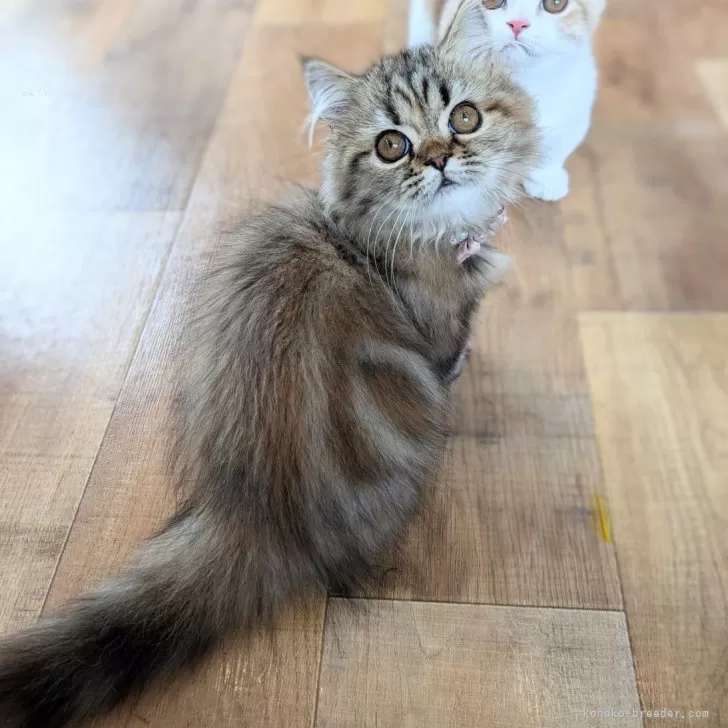 ID：2504-01058の子猫