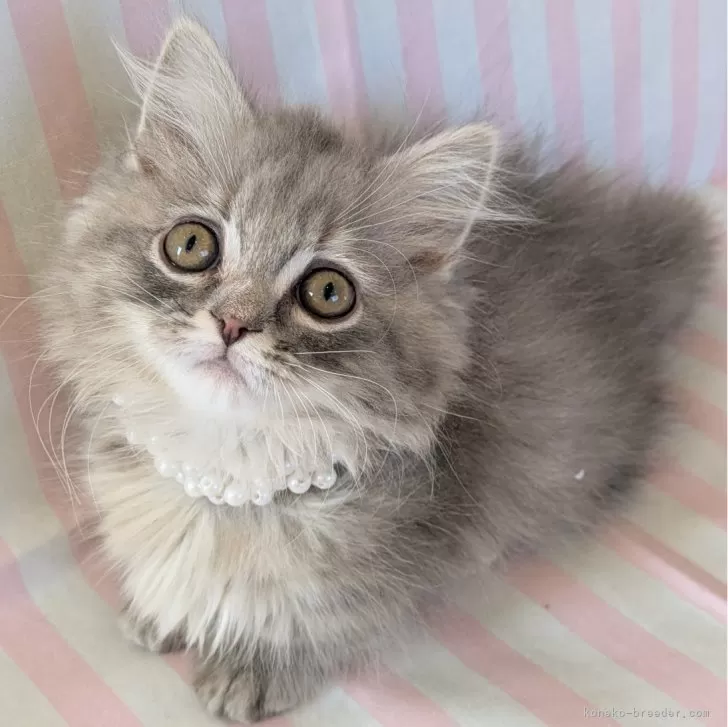 ID：2501-00745の子猫
