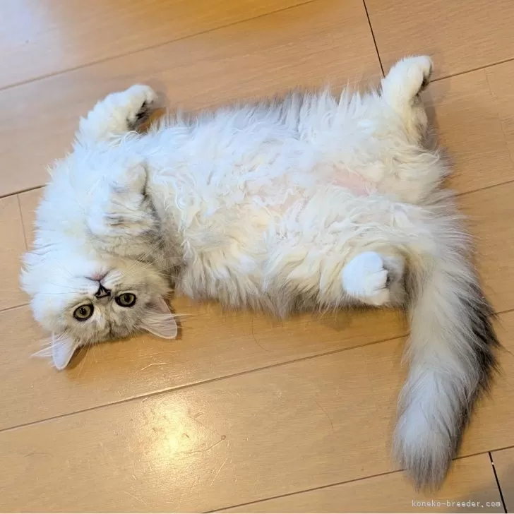 ID：2507-02681の子猫