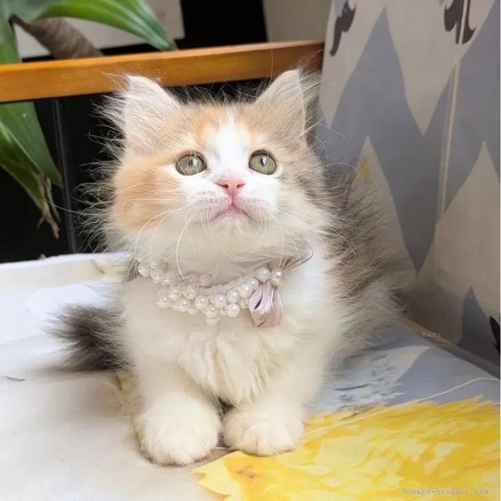 りりい 様のお迎えした子猫