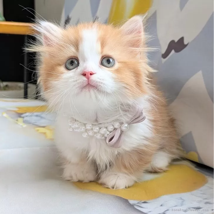 ミヌエット(短足)【埼玉県・男の子・2025年7月29日・レッドタビーホワイトのハチワレ】の写真1