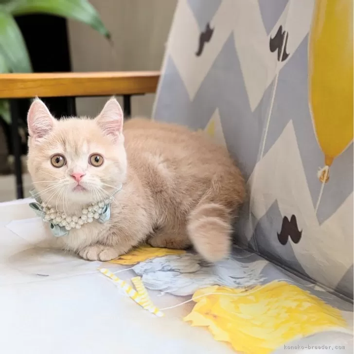 ID:2509-01371の子猫