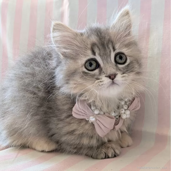 ID：2501-00747の子猫
