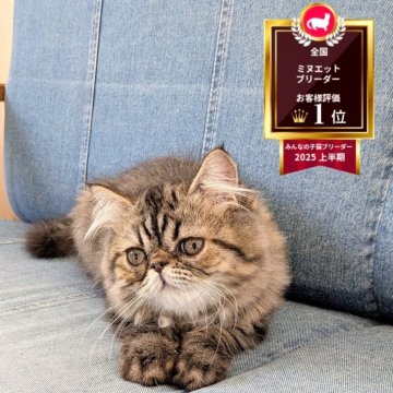 ミヌエット(長足)【埼玉県・男の子・2025年7月5日・ブラウンタビー（セミロング）】の写真「長足♡丸顔が可愛い、超甘えっ子男の子💞」