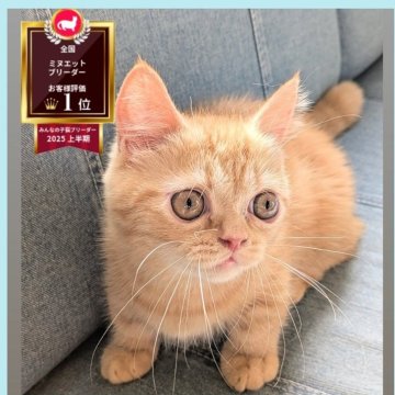 ミヌエット(短足)【埼玉県・男の子・2025年6月16日・レッドタビー（短毛）】の写真「短足♡お目々ぱっちり人が大好きな超甘えっ子男子💕」