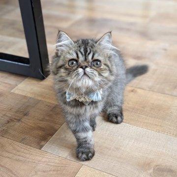 ミヌエット(長足)【埼玉県・男の子・2025年7月5日・ブラウンタビー（セミロング）】の写真「長足♡丸顔が可愛い、超甘えっ子男の子💞」