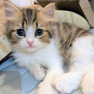 ミヌエット(長足)【埼玉県・男の子・2025年8月9日・ブラウンタビーホワイトのハチワレ（セミロング）】の写真「長足♡ベビーフェイスのハチワレ柄ミヌエットくん💕」