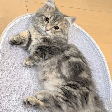 ミヌエット(短足)【埼玉県・男の子・2024年10月11日・ブルータビー】の写真「極短足♡もふもふベビーフェイスの男の子」