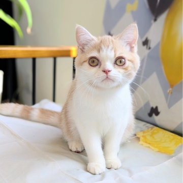 ミヌエット(長足)【埼玉県・男の子・2025年7月5日・クリームタビーホワイト(ショート)】の写真「長足♡遊ぶのが好きな甘えっ子ミヌエットくん💞」