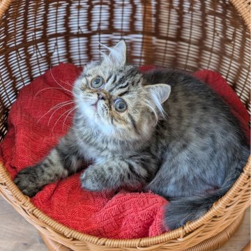 ミヌエット(長足)【埼玉県・男の子・2025年7月5日・ブラウンタビー(セミロング)】の写真「長足♡丸顔が可愛い、超甘えっ子男の子💞」