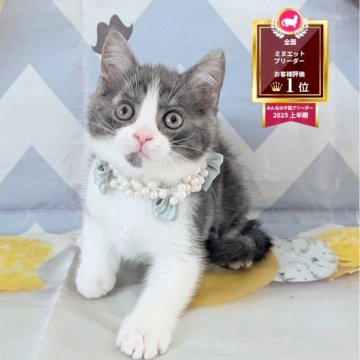 マンチカン(長足)【埼玉県・男の子・2025年9月19日・ブルータビーホワイト（ショート）】の写真「長足♡真ん丸コロコロのハチワレ柄男の子💕」