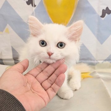 ミヌエット(長足)【埼玉県・男の子・2025年2月8日・ホワイトクリーム（セミロング）】の写真「長足♡淡いきれいな色柄のほわほわ男の子」