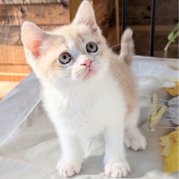 ミヌエット(長足)【埼玉県・男の子・2025年10月8日・クリームタビーホワイト（短毛）】の写真「長足♡スラッとイケメンのミヌエットくん💕」